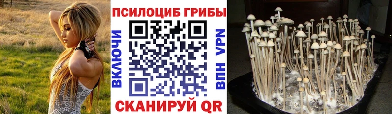 Галлюциногенные грибы Psilocybe  Мичуринск 
